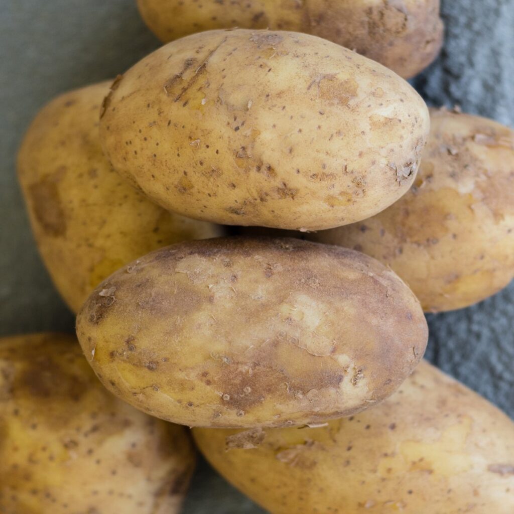 Kingsman Main Crop Seed Potatoes 2kg 5015882039012